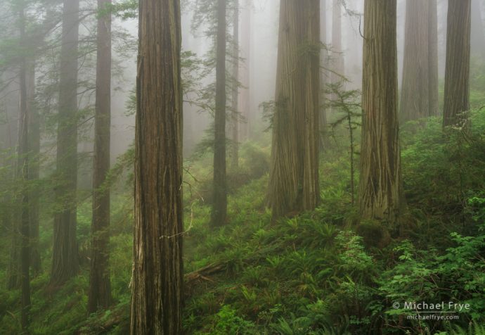 Redwoods in fog, Del Norte Coast Redwoods SP, CA, USA