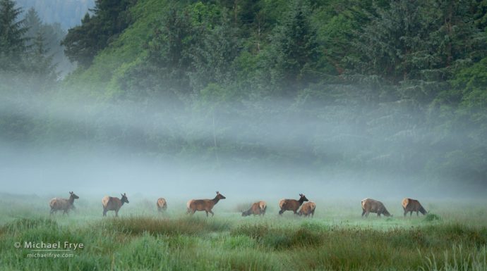 Roosevelt elk in fog, Prairie Creek SP, CA, USA