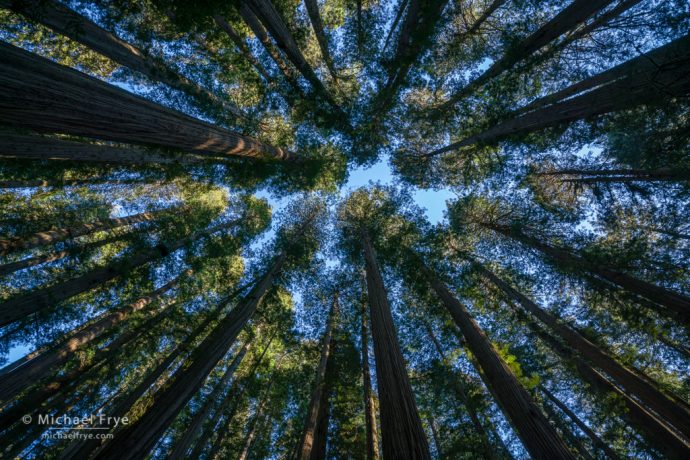 Towering redwoods, Jedediah Smith Redwoods SP, CA, USA