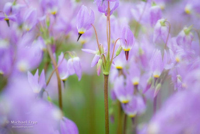 Shooting stars, Yosemite NP, CA, USA