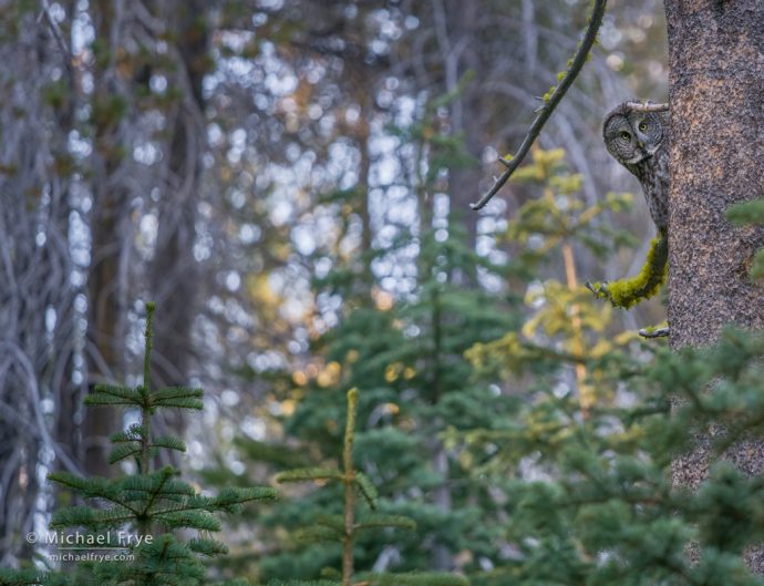 Great gray owl, Yosemite NP, CA, USA