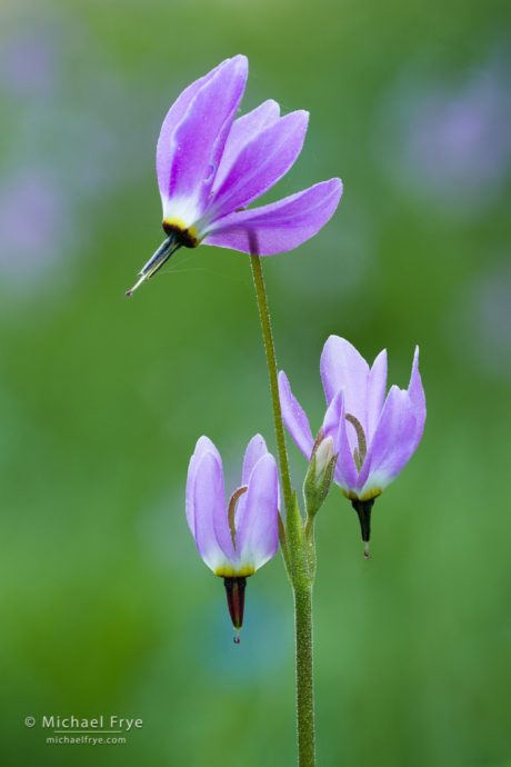 Three shooting stars, Yosemite NP, CA, USA