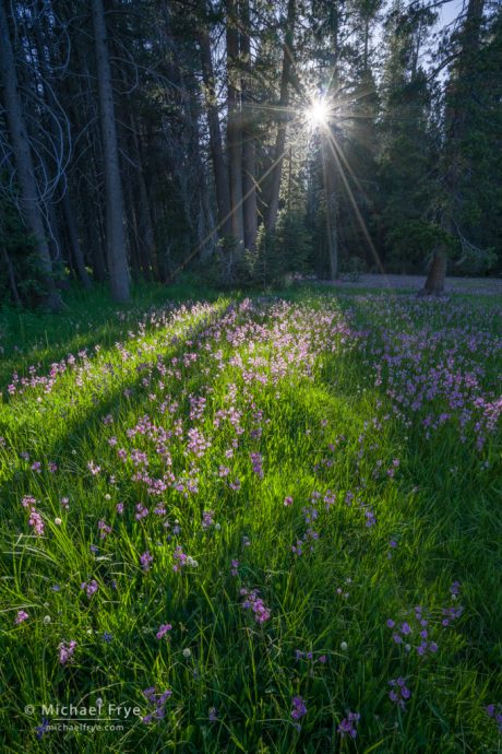 Shooting stars, sun, and lodgepole pines, Yosemite NP, CA, USA