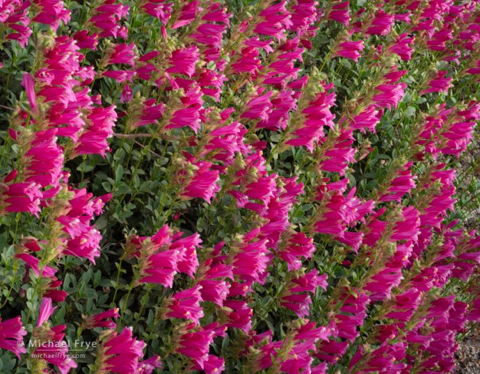 Penstemons, Yosemite NP, CA, USA