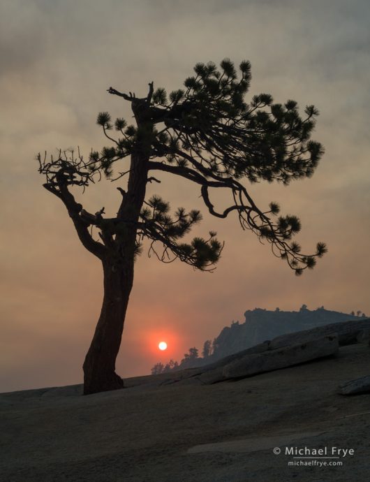 Smoky sunset at Olmsted Point with Jeffrey pine, Yosemite NP, CA, USA