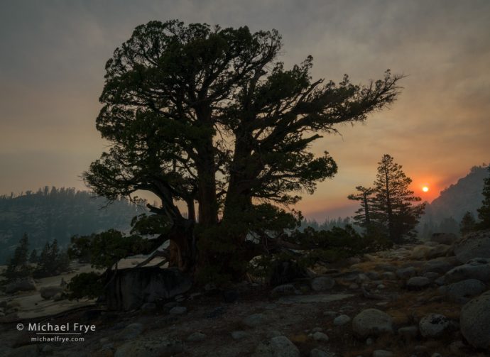 Smoky sunset at Olmsted Point, with a Sierra juniper and lodgepole pines, Yosemite NP, CA, USA