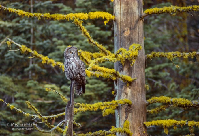 Great gray owl, Yosemite NP, CA, USA