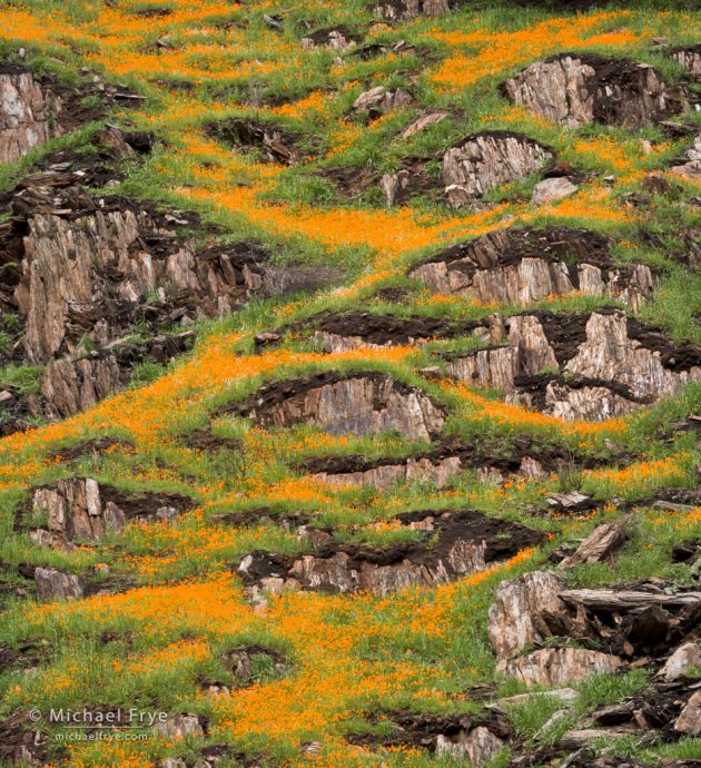 California poppies zigzagging across a hillside in the Merced River Canyon, Stanislaus NF, CA, USA