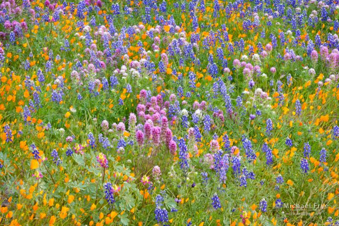 Rebirth: Wildflower mix—poppies, lupine, harlequin lupine, and owl's clover, near El Portal, CA, USA