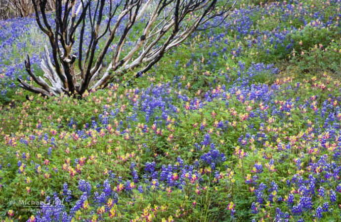 Rebirth: Lupines, harlequin lupines, and burned manzanita bush, Yosemite NP, CA, USA