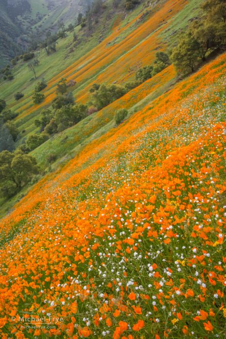 Poppies and popcorn flowers in the Merced River Canyon, Stanislaus NF, Mariposa County, CA, USA