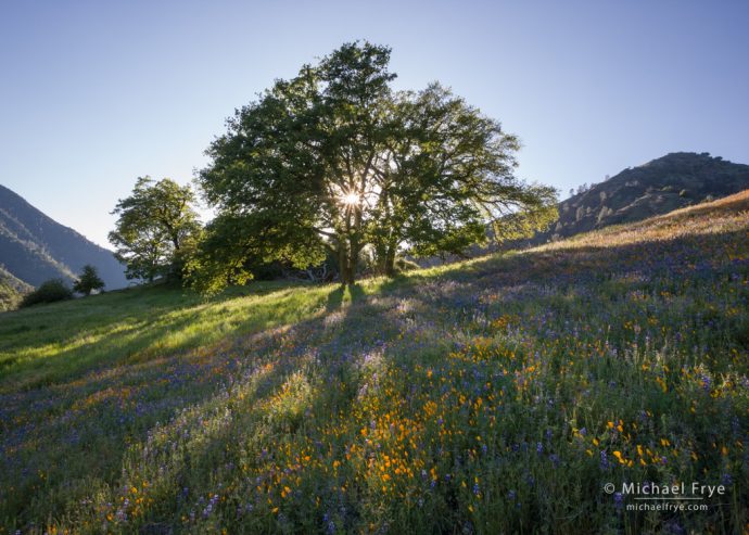 Poppies, lupine, and oaks, late afternoon, Sierra Nevada foothills near El Portal, CA, USA