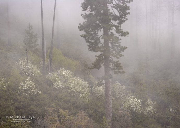 Dogwoods and ponderosa pine in fog, Yosemite NP, CA, USA