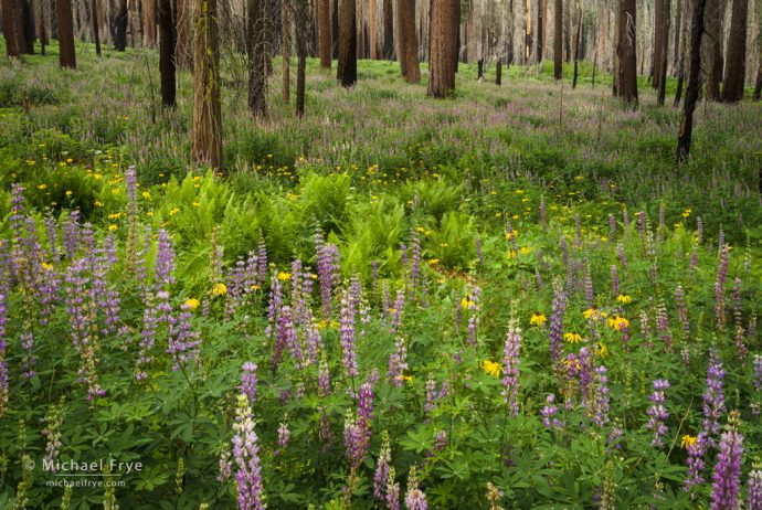 Wildlfowers in an area burned by the Big Meadow Fire, near Crane Flat, Yosemite