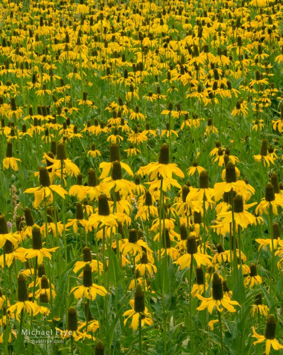 Coneflowers near Crane Flat, Yosemite NP, CA, USA