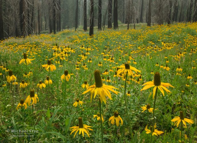 Rebirth: Coneflowers in a burned forest, Yosemite NP, CA, USA