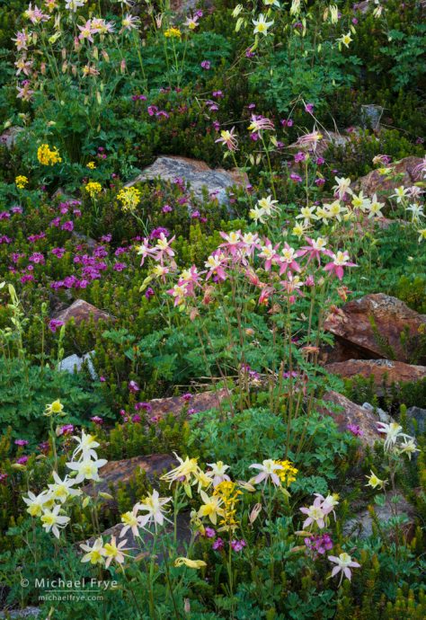 Wildflower mix, Inyo NF, CA, USA - alpine columbines, alpine-crimson columbine hybrids, yellow western wallflowers, red mountain heather