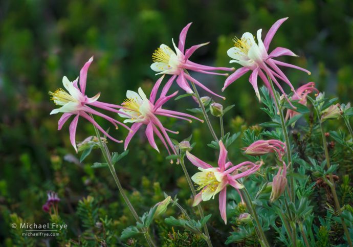 Alpine-crimson columbine hybrids, Inyo NF, CA, USA