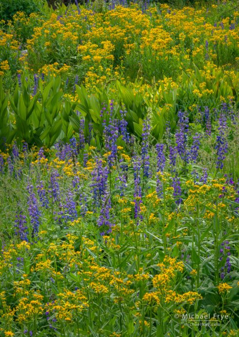 Lupines, arrowhead butterweed, and corn lilies, Yosemite NP, CA, USA