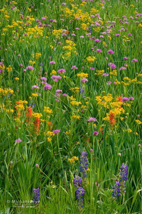 Paintbrush, wild onions, lupines, and arrowhead butterweed, Yosemite NP, CA, USA