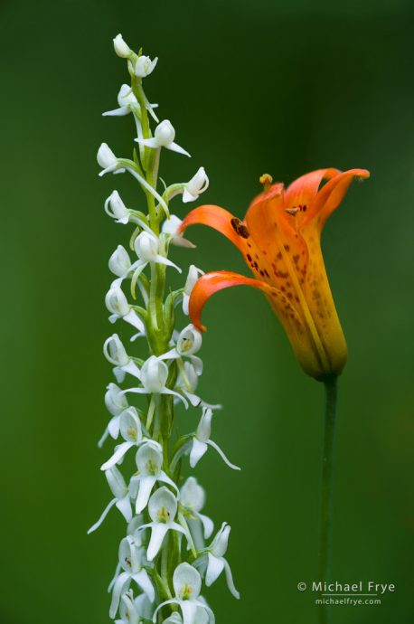 Sierra rein orchid and Sierra tiger lily, Inyo NF, CA, USA