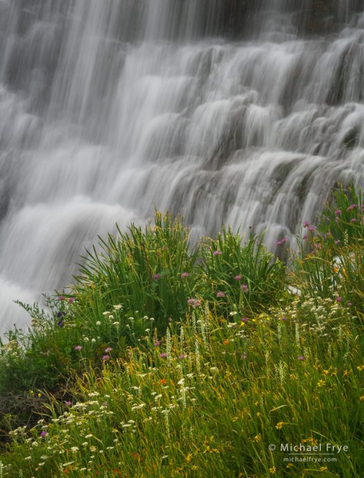 Wildflowers and waterfall, Inyo NF, CA, USA