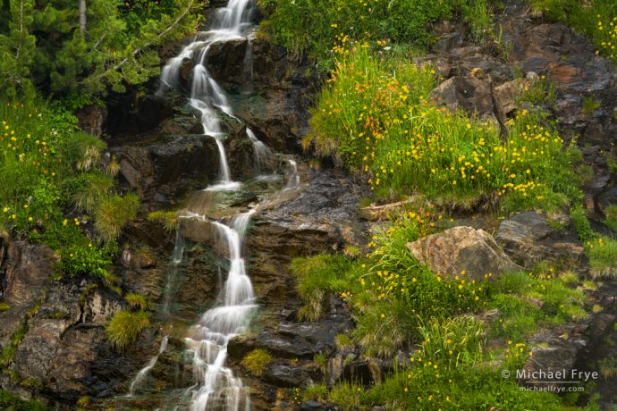 Stream and wildflowers, Inyo NF, CA, USA