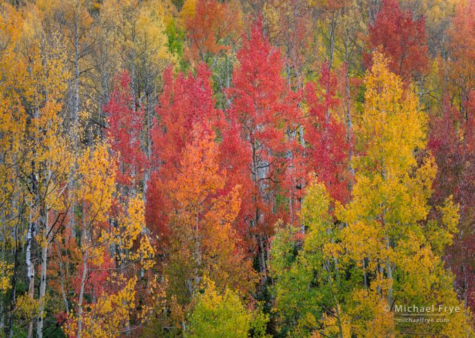 Aspen kaleidoscope, Uncompahgre NF, CO, USA