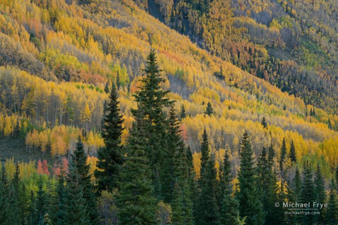 Aspen-covered hillside with mountain hemlocks, Uncompahgre NF, CO, USA