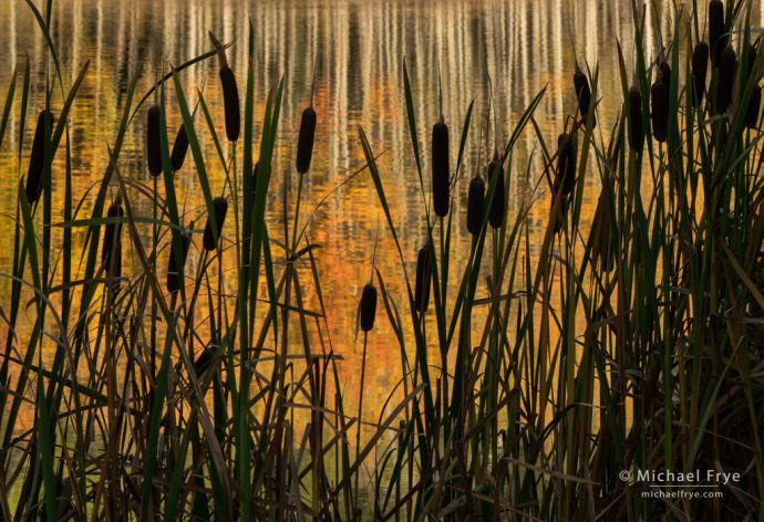 Cattails and aspen reflections, Uncompahgre NF, CO, USA