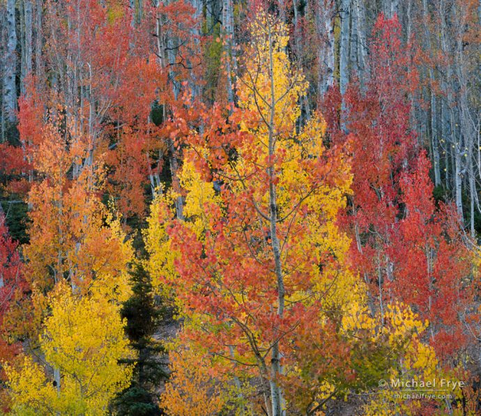 Red and yellow aspens, Uncompahgre NF, CO, USA