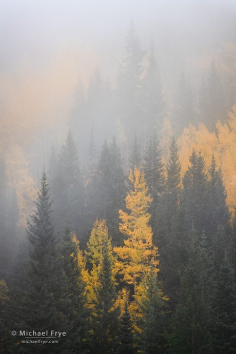 Aspens and conifers in the fog, Uncompahgre NF, CO, USA