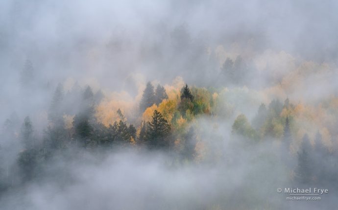 Autumn hillside in the fog, Uncompahgre NF, CO, USA