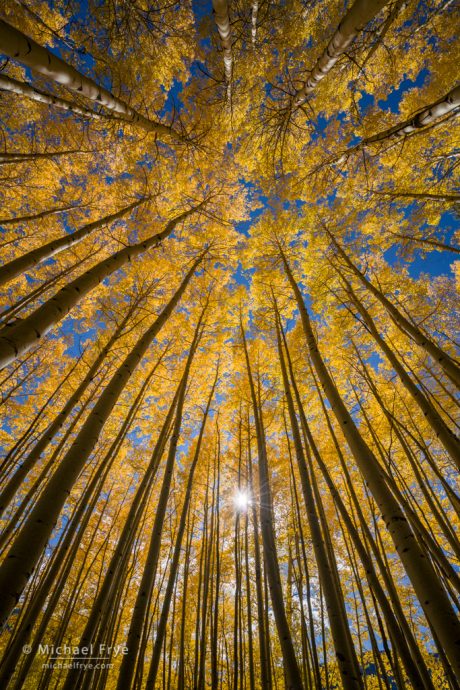 Autumn glow, Uncompahgre NF, CO, USA