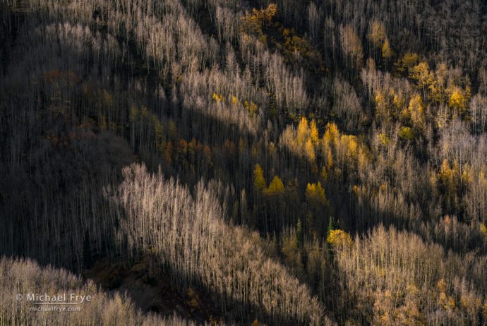 Late-autumn aspens, Uncompahgre NF, CO, USA