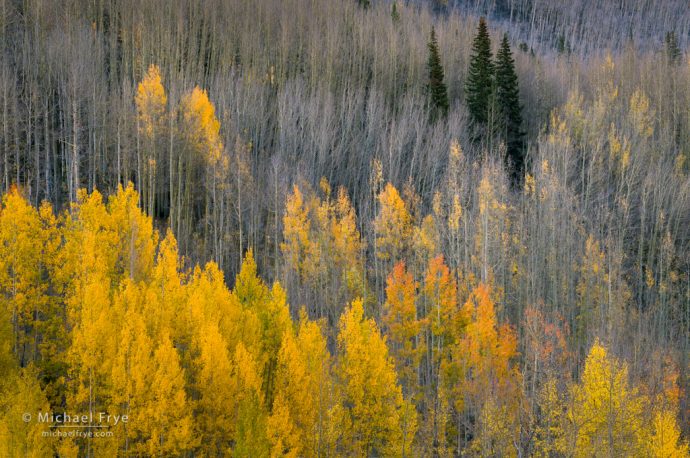 Aspens and mountain hemlocks, Uncompahgre NF, CO, USA