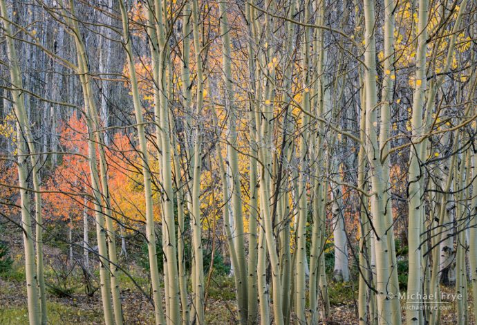 Late autumn hues, Uncompahgre NF, CO, USA