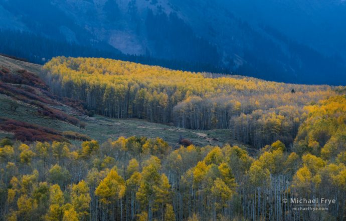 Aspen hillside, Uncompahgre NF, CO, USA