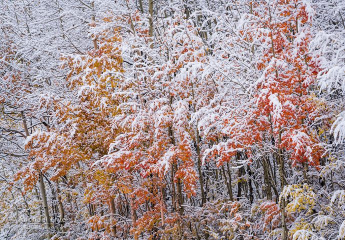 Snow-covered aspens, Uncompahgre NF, CO, USA