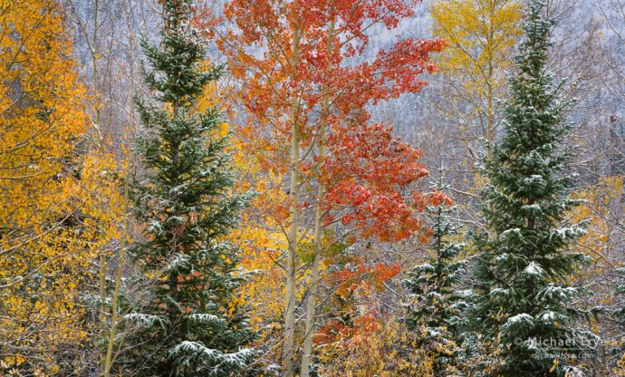 Aspens and mountain hemlocks, Uncompahgre NF, CO, USA