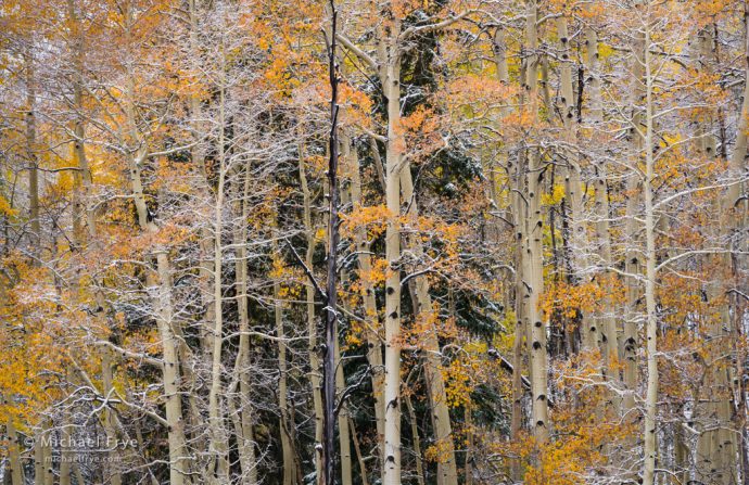 Peach-colored aspens, Uncompahgre NF, CO, USA