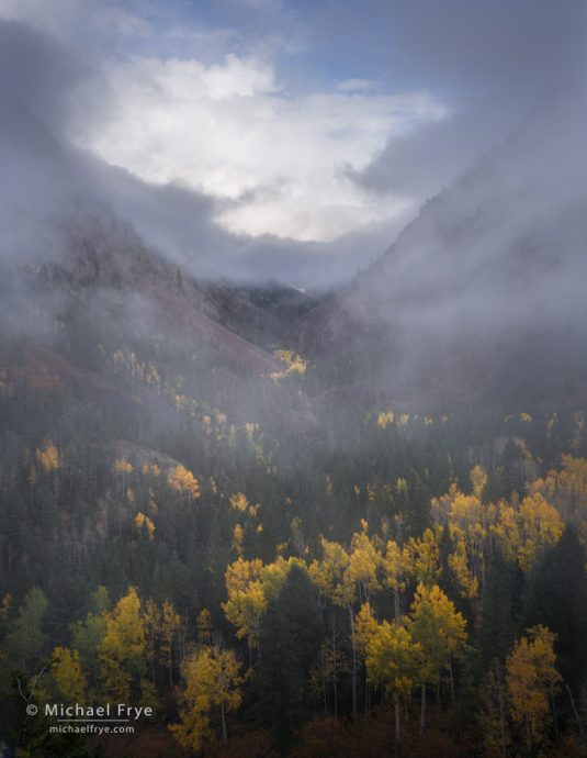 Fog and aspens, Uncompahgre Gorge, Uncompahgre NF, CO, USA