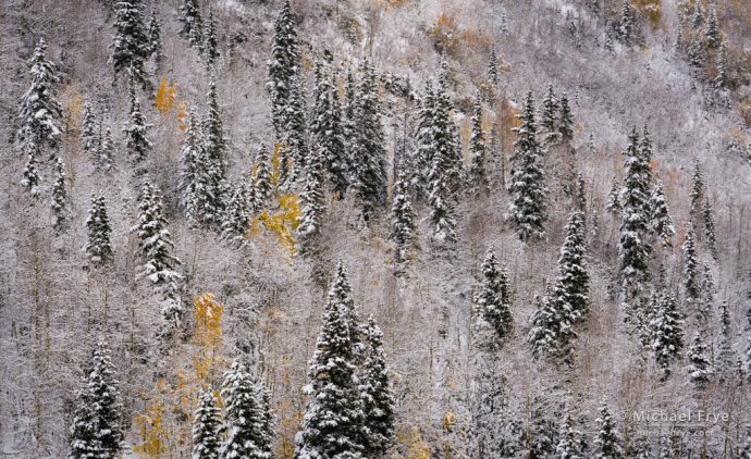 Tree pattern, Uncompahgre NF, CO, USA