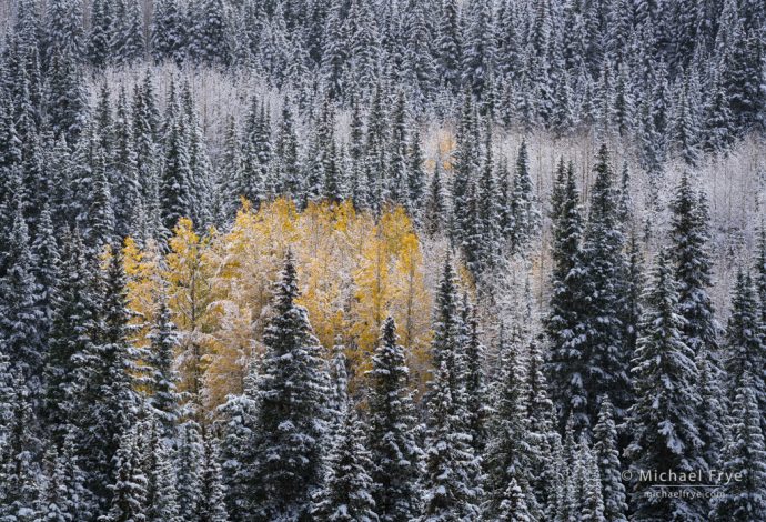 Aspens and conifers in snow, Uncompahgre NF, CO, USA