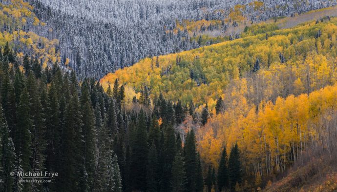 Winter is coming to hillside with aspens and conifers, Uncompahgre NF, CO, USA