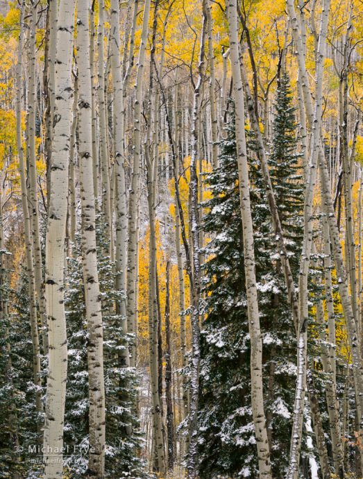 Aspens and mountain hemlocks with snow, Uncompahgre NF, CO, USA