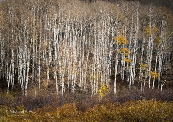 Aspens and willows, Ouray County, CO, USA