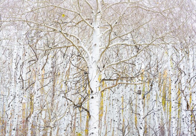 Aspen trunks and branches, Ouray County, CO, USA
