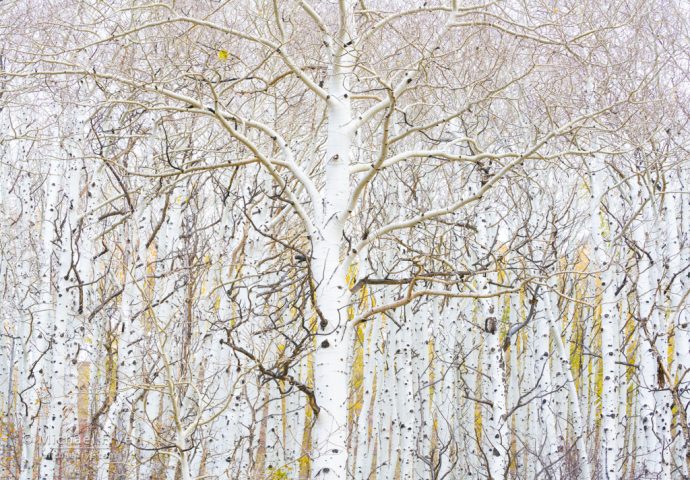 Aspen trunks and branches, Ouray County, CO, USA