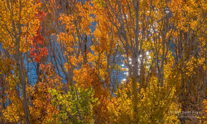 Autumn Colors: Aspens above Grant Lake, Inyo NF, CA, USA